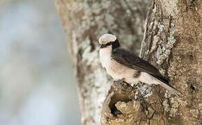 Northern White-crowned Shrike