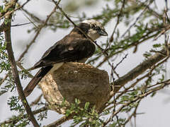 Northern White-crowned Shrike