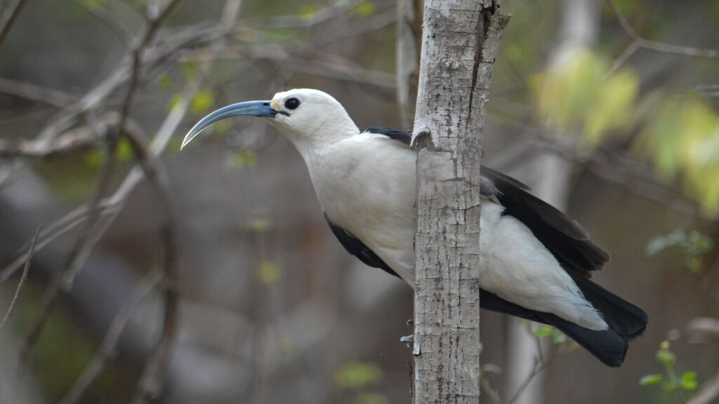 Sickle-billed Vanga