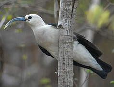 Sickle-billed Vanga