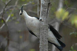 Sickle-billed Vanga