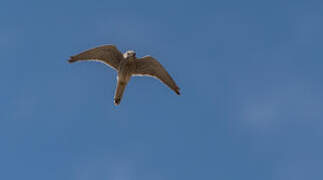 Common Kestrel