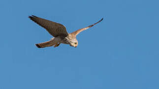 Lesser Kestrel