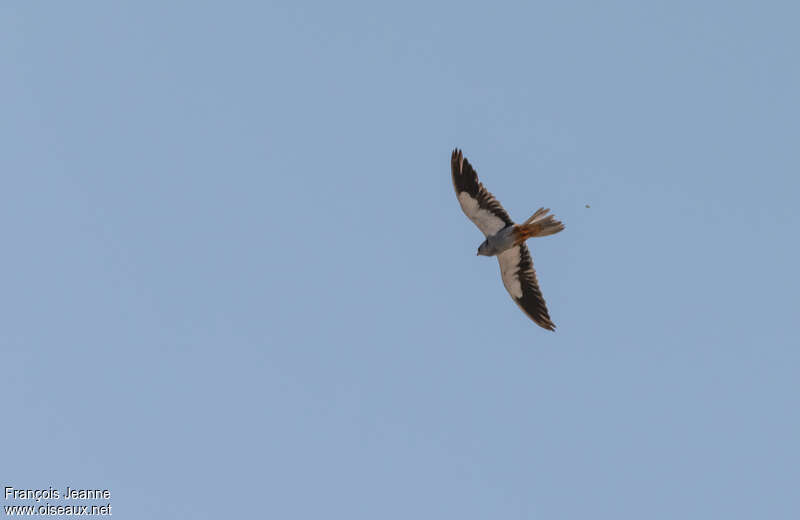 Amur Falcon male adult, pigmentation, Flight