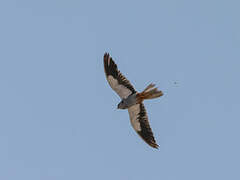 Amur Falcon