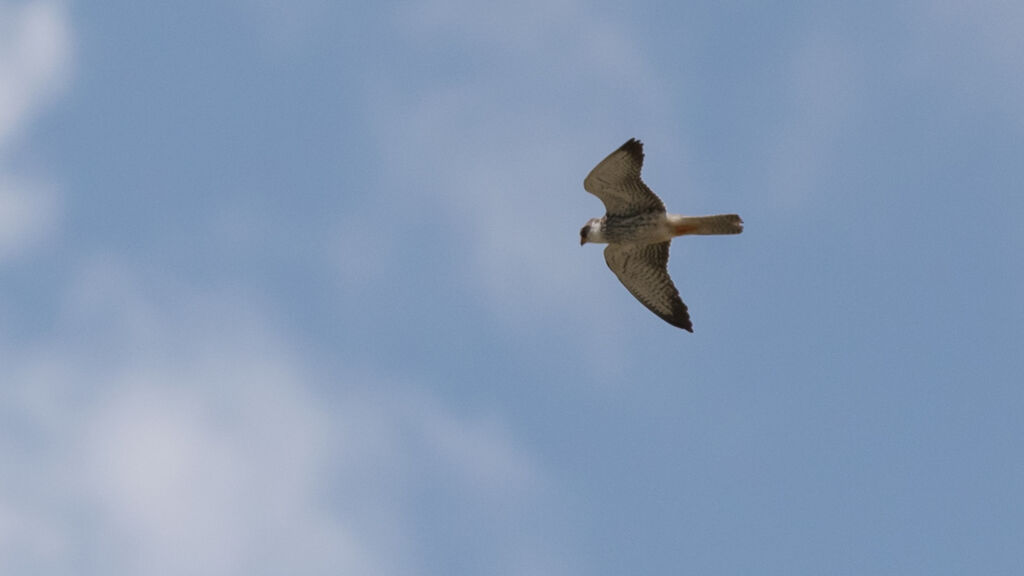 Amur Falcon female