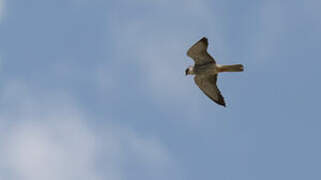 Amur Falcon