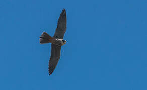 Eurasian Hobby