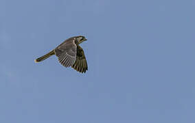 Lanner Falcon