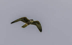 Lanner Falcon