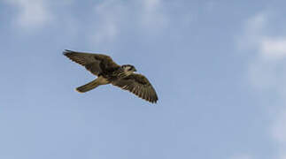 Lanner Falcon