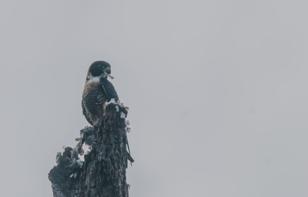 Orange-breasted Falconimmature