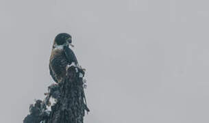 Orange-breasted Falcon