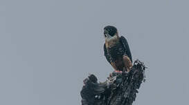 Orange-breasted Falcon - Falco