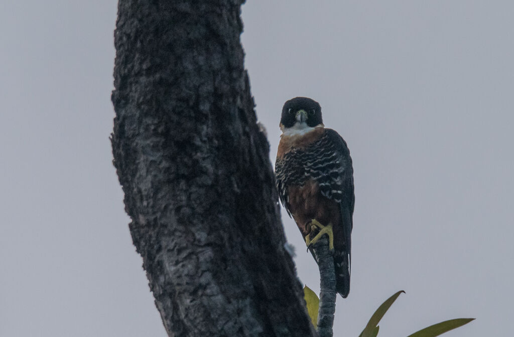 Orange-breasted Falconadult