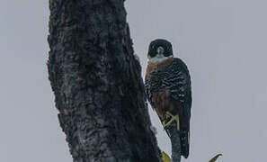 Orange-breasted Falcon