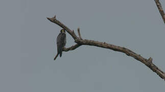 Peregrine Falcon