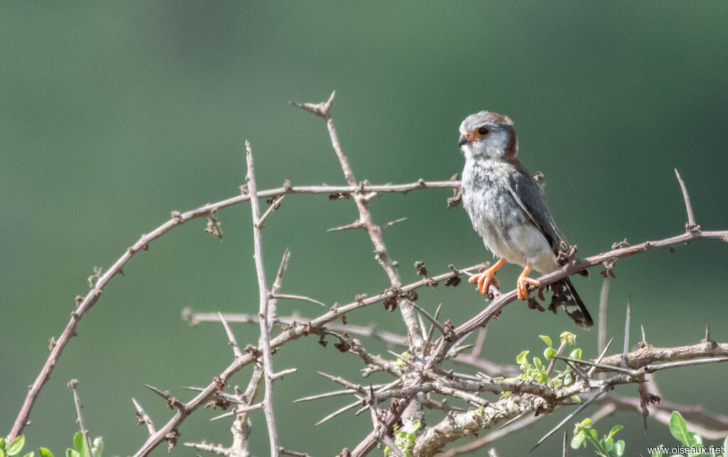 Pygmy Falcon