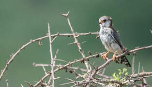 Pygmy Falcon