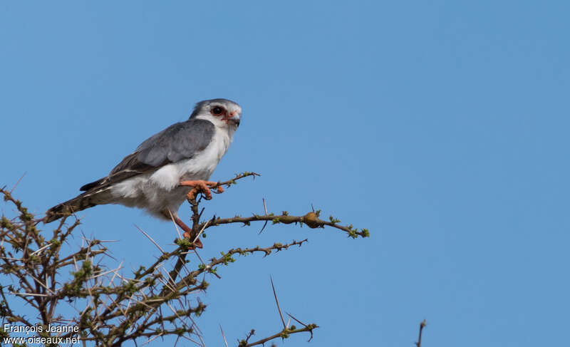 Pygmy Falcon male adult, Behaviour