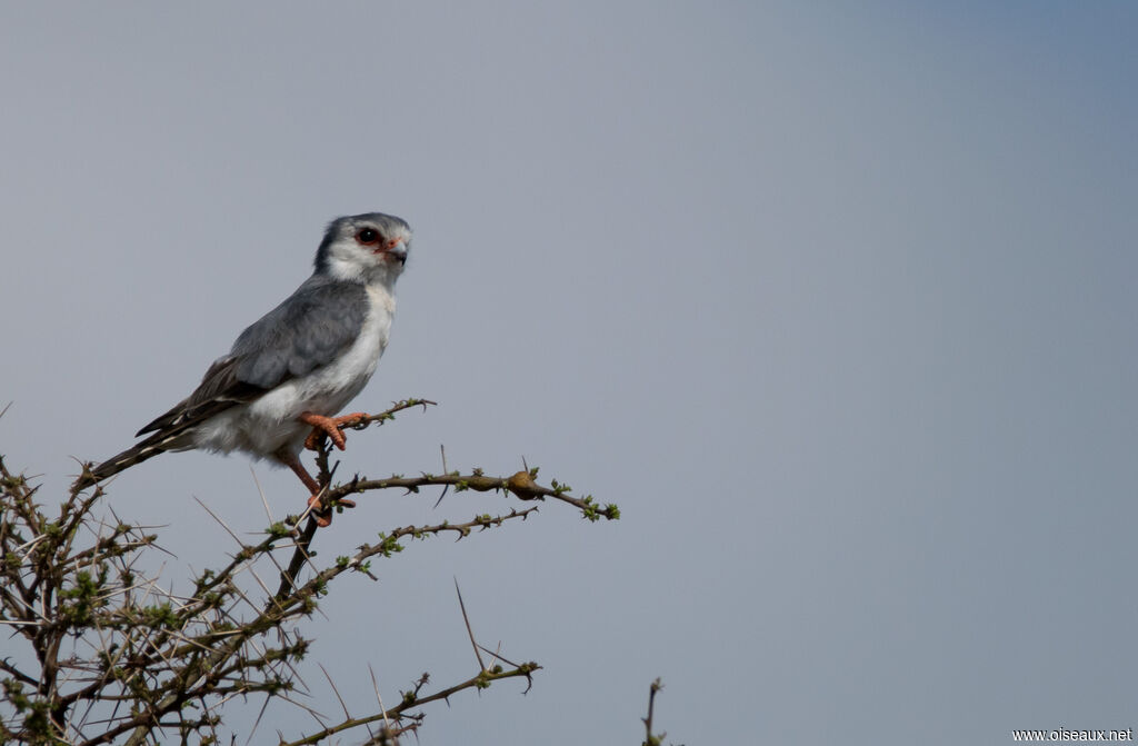 Pygmy Falcon