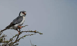 Pygmy Falcon