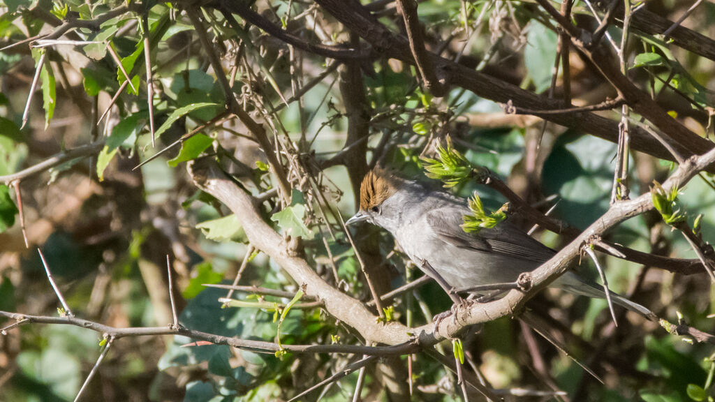 Eurasian Blackcap female