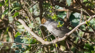 Eurasian Blackcap