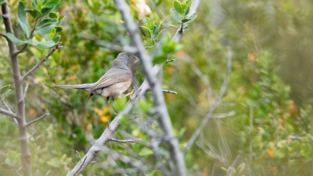 Dartford Warbler female adult