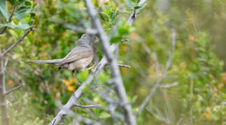 Dartford Warbler