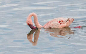 Lesser Flamingo