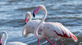 Flamant rose