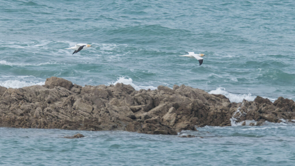 Northern Gannet