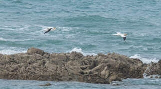 Northern Gannet