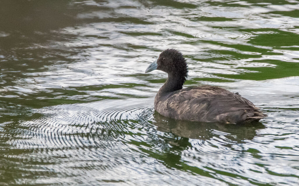 Foulque caronculéejuvénile, identification