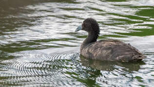 Red-knobbed Coot