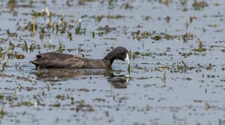 Red-knobbed Coot