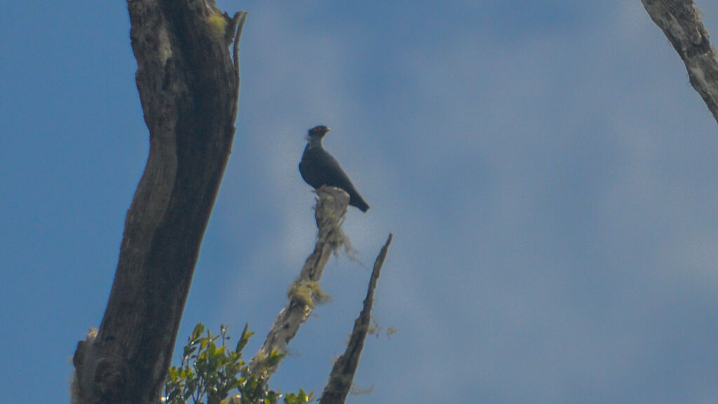 Madagascar Blue Pigeon