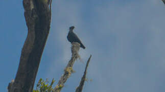 Madagascar Blue Pigeon