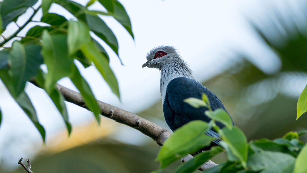 Comoros Blue Pigeon