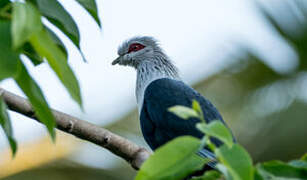 Comoros Blue Pigeon