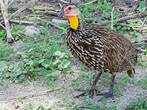 Francolin à cou jaune