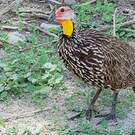 Francolin à cou jaune