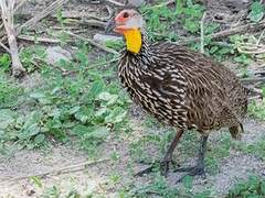 Yellow-necked Spurfowl