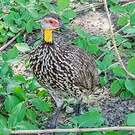 Francolin à cou jaune