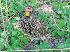 Francolin à cou jaune