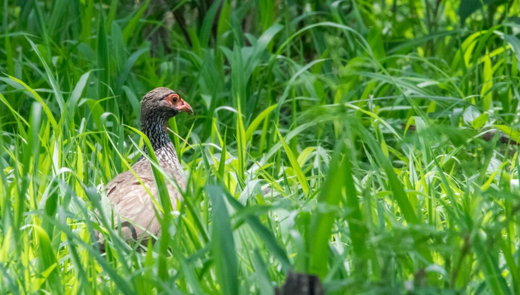 Francolin à gorge rouge