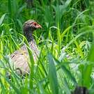Francolin à gorge rouge