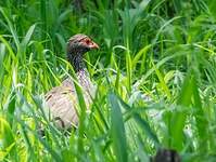 Francolin à gorge rouge