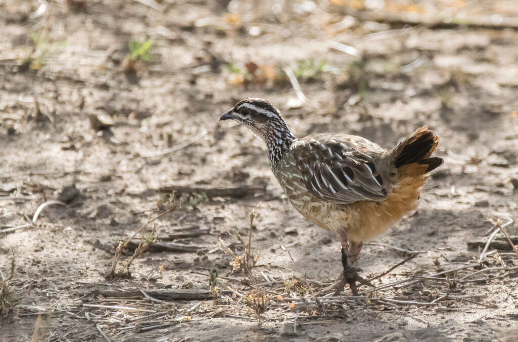 Francolin huppé